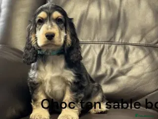 Cocker Spaniel dogs Beautiful show cocker puppies - Advert 9