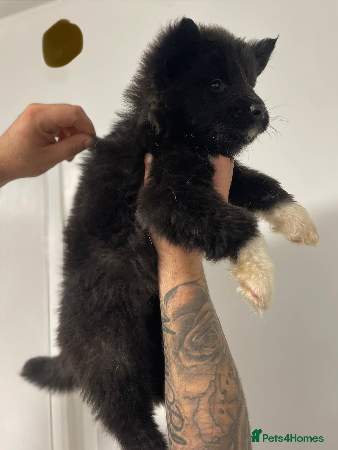 Akita dogs for sale: akita puppies  - Image 8