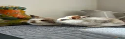 Mini Lion Lop rabbits for sale: Mini lion top bunnies.  - Advert 1