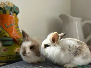 Mini Lion Lop rabbits Mini lion top bunnies. - Advert 7