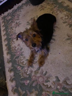 Chorkie dogs Small breed Chorkie puppies - Advert 1