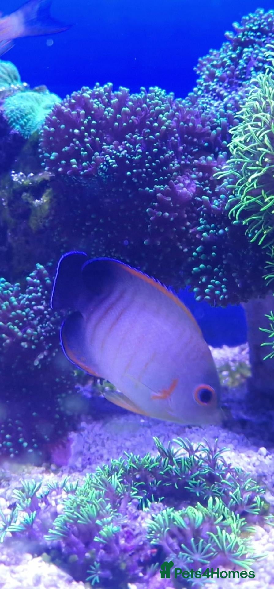 Angelfish fish Red stripe angle fish  - Advert 1