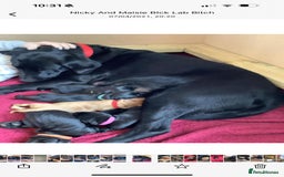 Labrador Retriever dogs for sale: Stunning Pure Labrador retriever puppies - Image 36