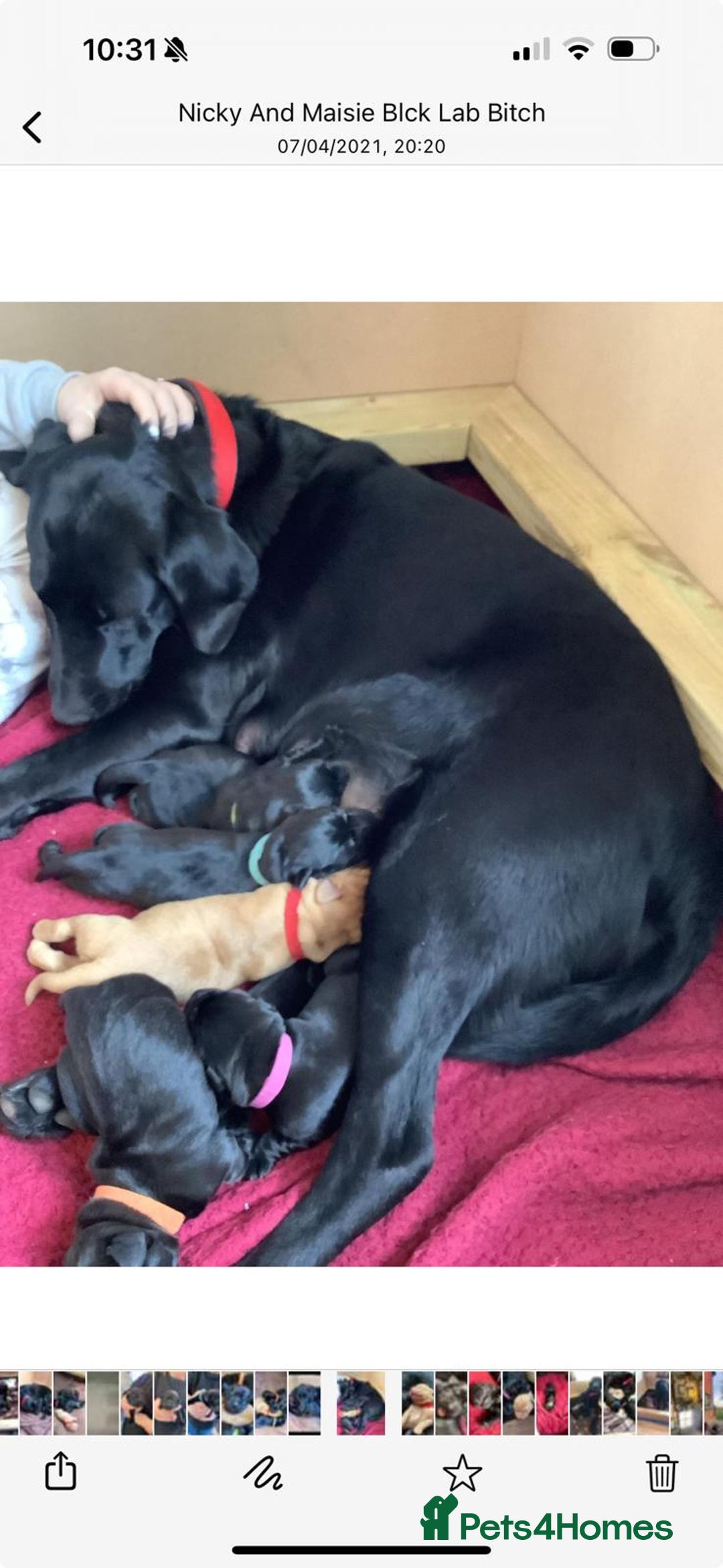 Labrador Retriever dogs for sale: Stunning Pure Labrador retriever puppies - Image 36