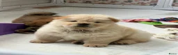 Chow Chow dogs for sale: Cream chow chow puppies - Advert 16