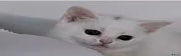 British Shorthair cats for sale: British short hair kitten for sale  - Advert 9