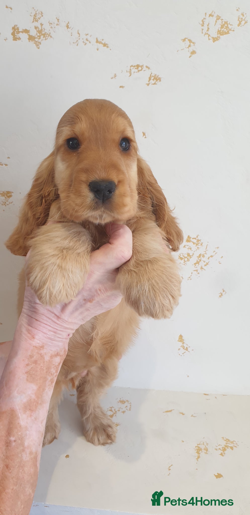Cocker Spaniel dogs K.C Show line Cocker Spaniel puppies  - Advert 2