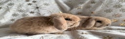 Mini Lop rabbits for sale: Mini Lops Ready Now - Advert 5