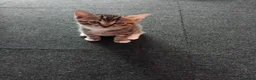 Mixed Breed cats for sale: 5 kittens waiting to be homed  in London - Advert 10