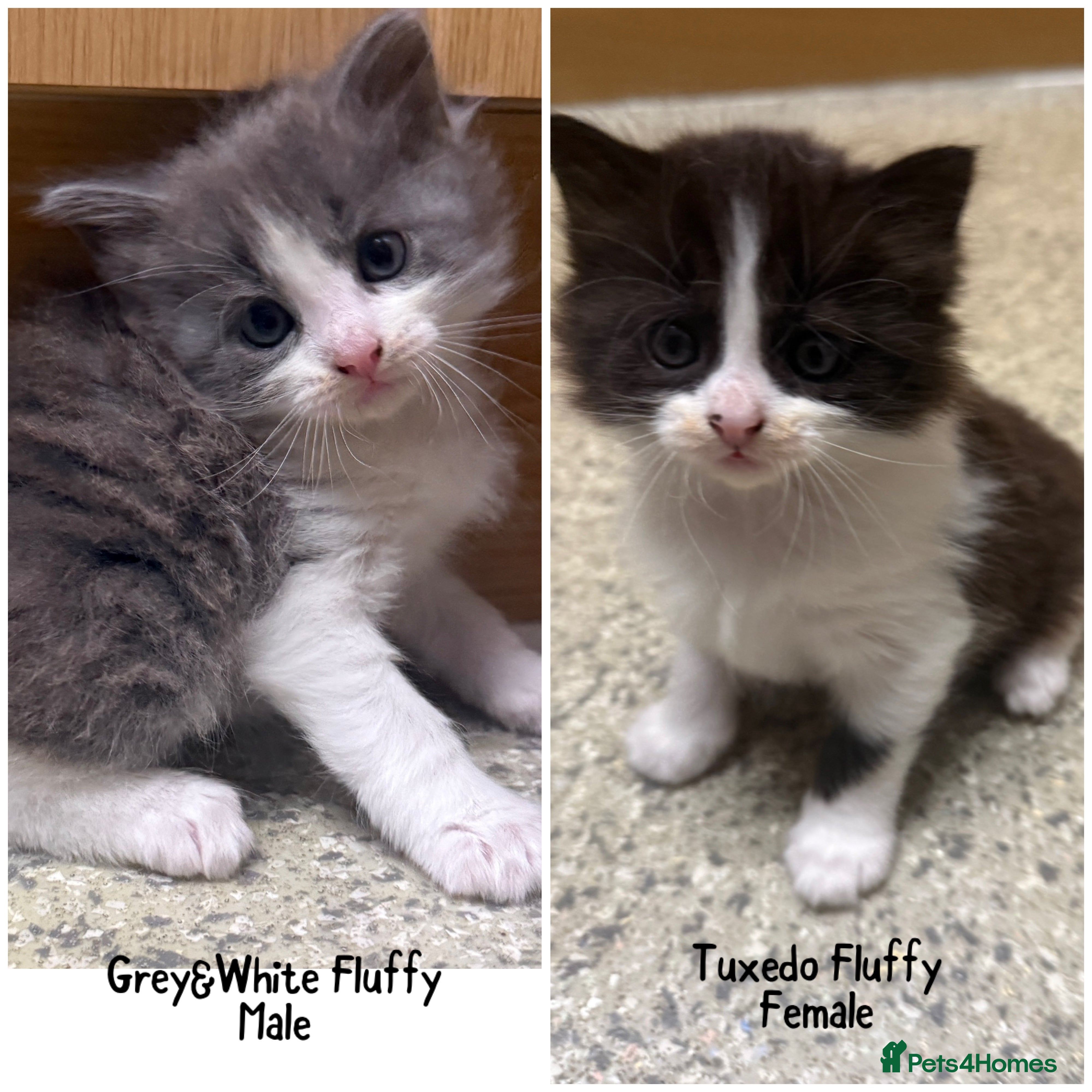 Mixed Breed cats Grey & White Boy and Tuxedo Girl Available!  - Advert 12