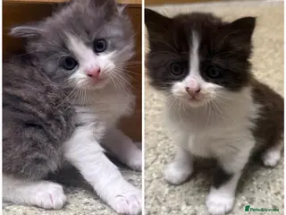 Mixed Breed cats Grey & White Boy and Tuxedo Girl Available! - Advert 12