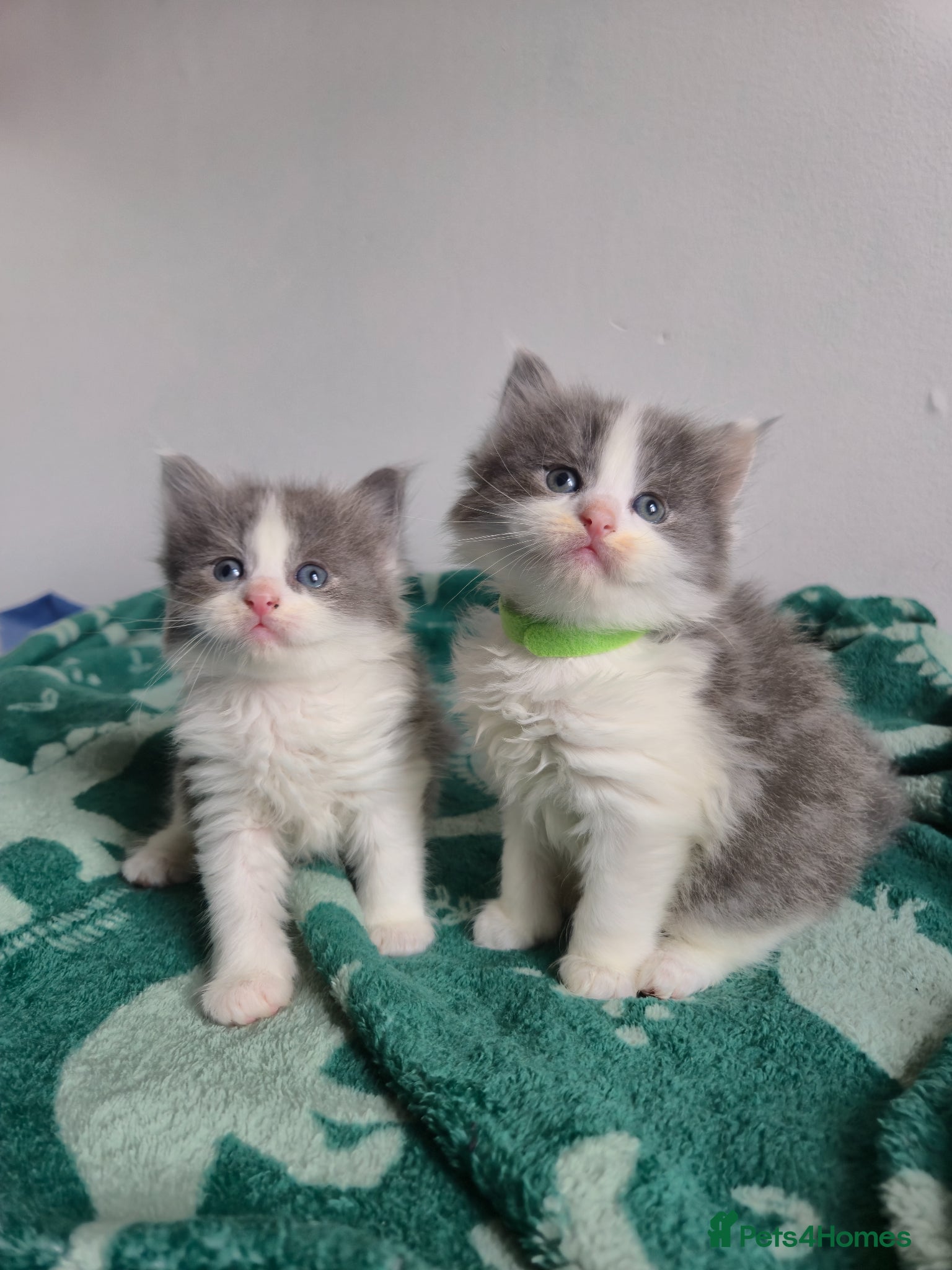 Mixed Breed cats Ragdoll x  - Advert 5