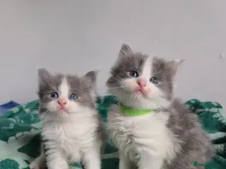 Mixed Breed cats Ragdoll x - Advert 1