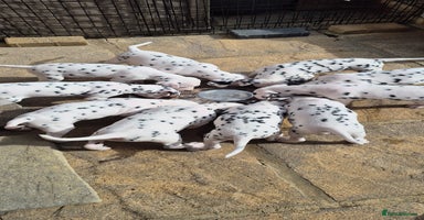 Dalmatian dogs - Advert 1