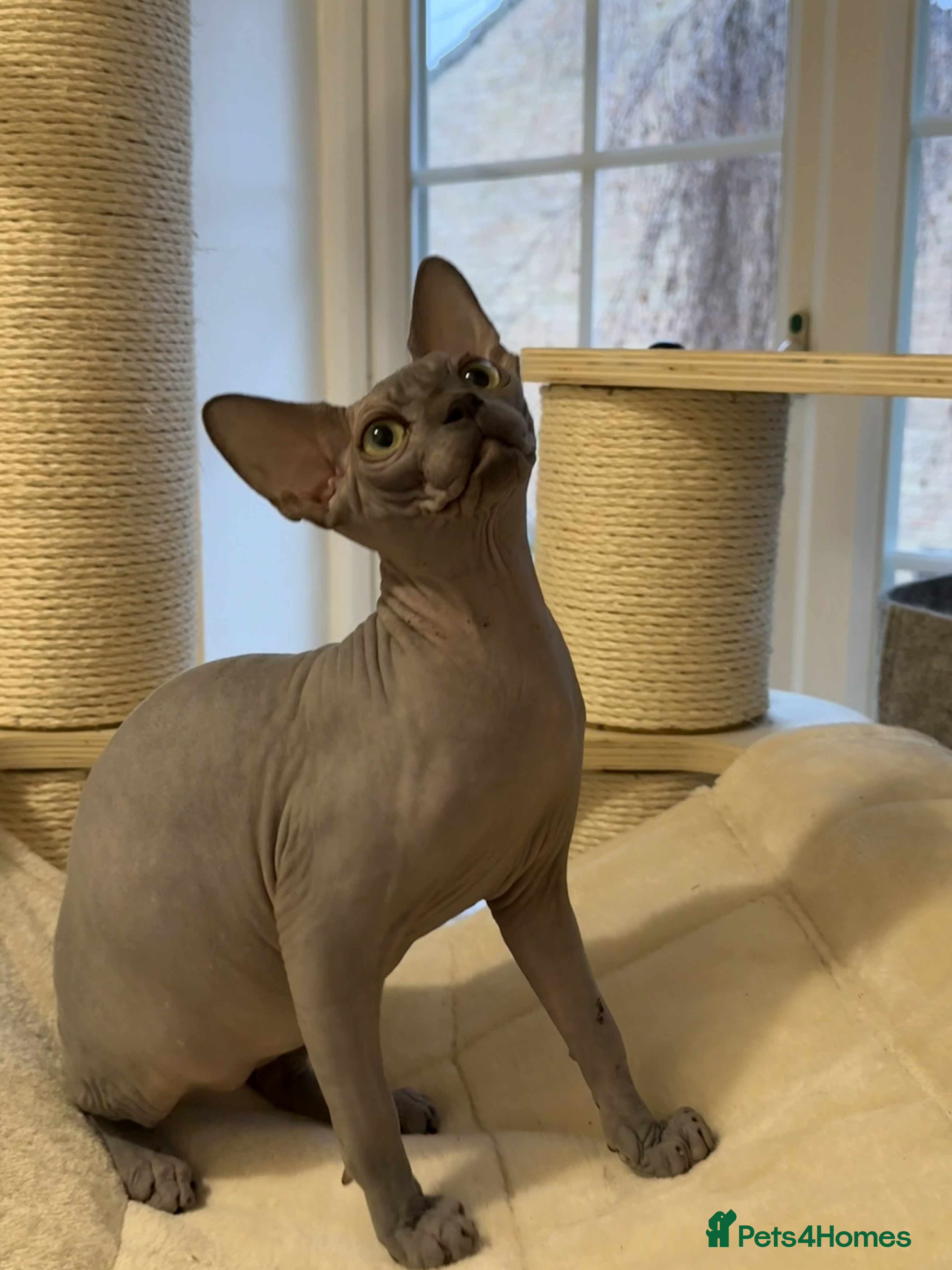 Sphynx cats Emaidacanadiansphynx - Advert 4