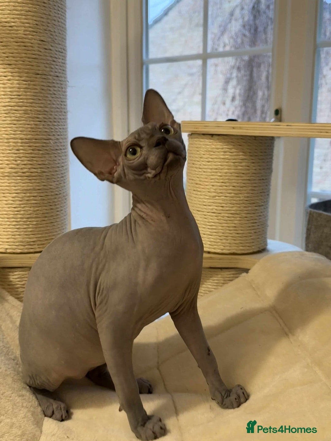 Sphynx cats for sale: Emaidacanadiansphynx - Advert 1