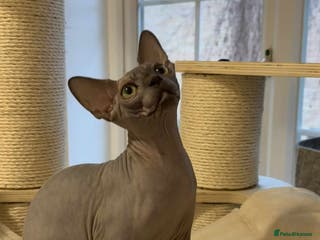 Sphynx cats Emaidacanadiansphynx - Advert 4