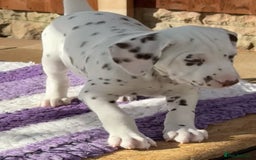 Dalmatian dogs for sale: Tamilanda Dalmatian's - Image 12