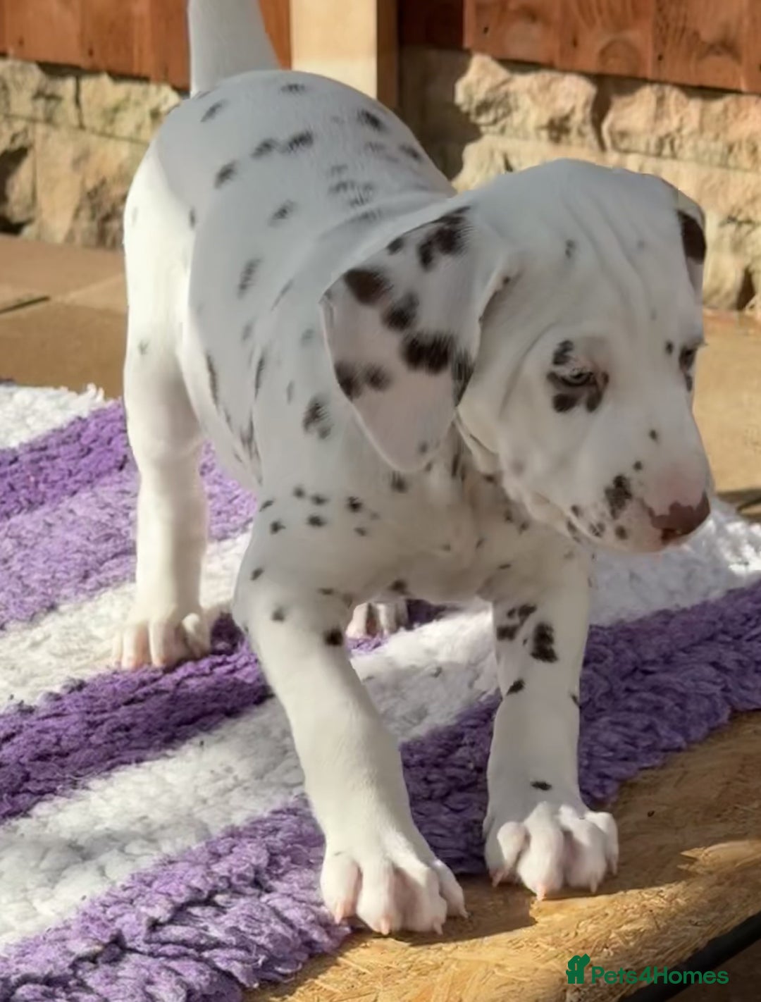 Dalmatian dogs for sale: Tamilanda Dalmatian's - Image 12