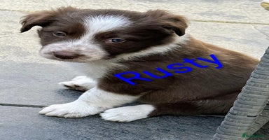 Border Collie dogs - Advert 13