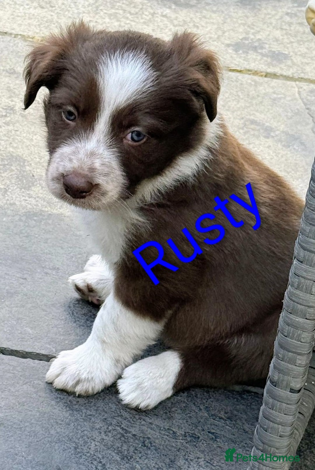 Border Collie dogs for sale: Red and white border collie/Sheepdog Pups - Image 2