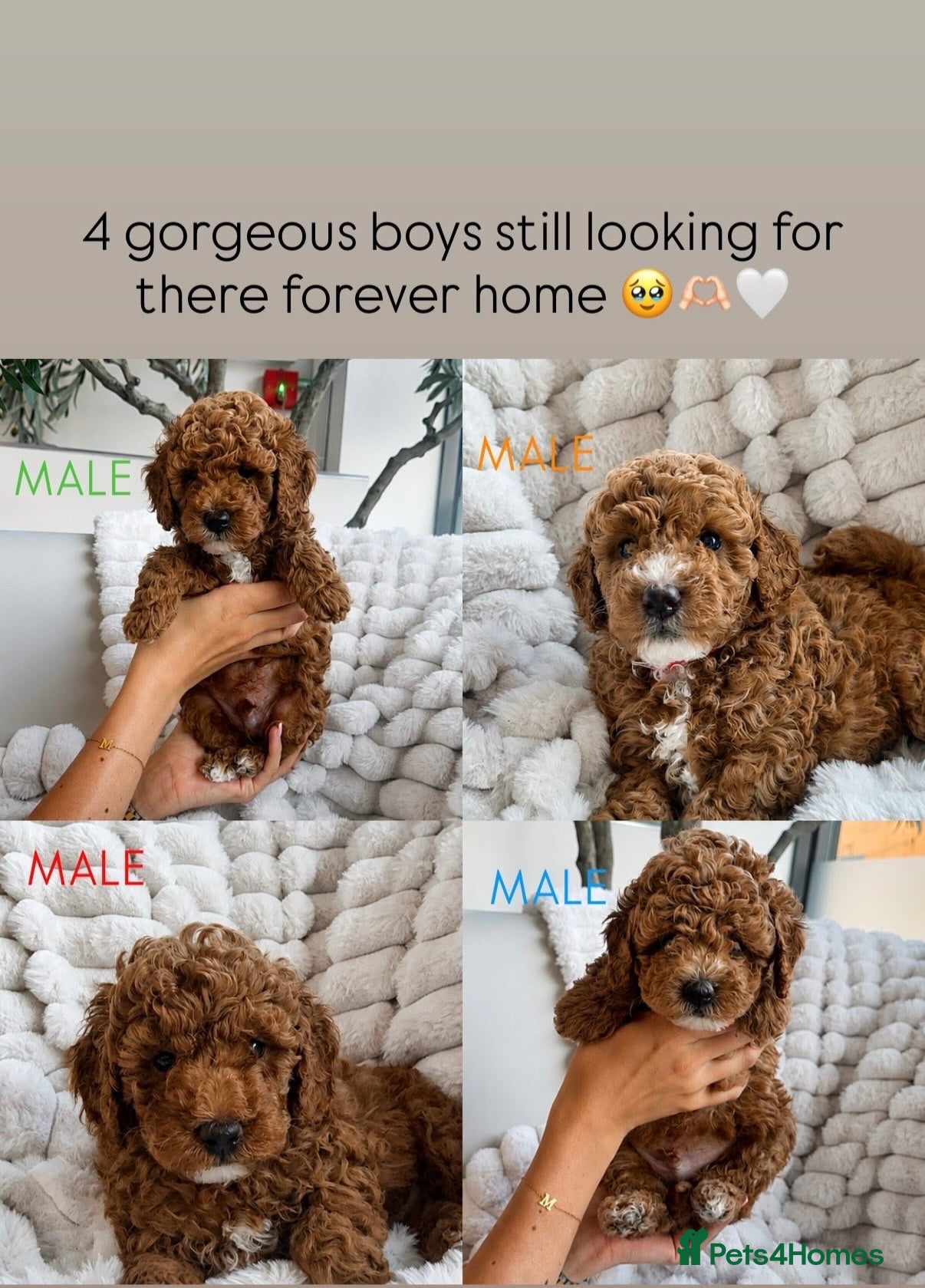 Cavapoo dogs BEAUTIFUL CAVAPOO PUPPIES 🐾 - Advert 1