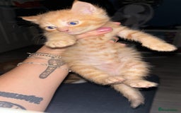 Sphynx cats for sale: Mix kittens of a sphinx mum and white ginger dad  - Image 3