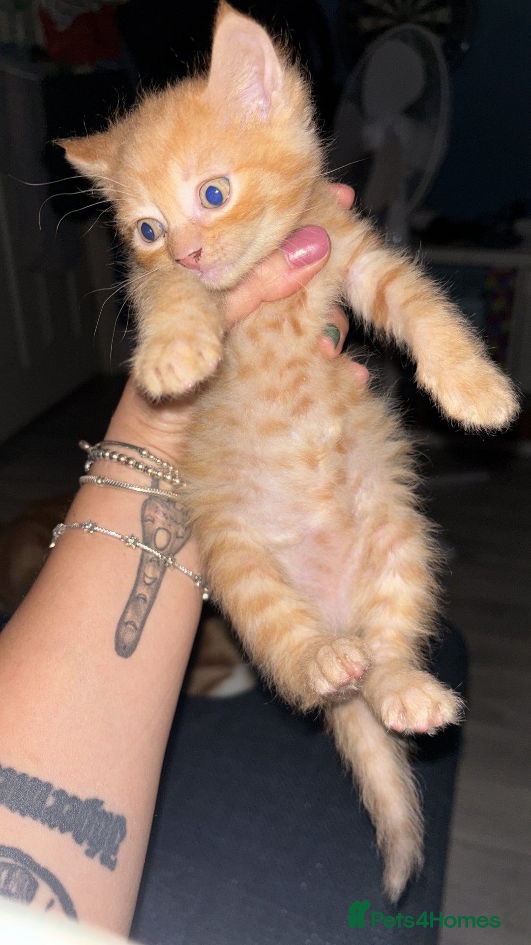 Sphynx cats for sale: Mix kittens of a sphinx mum and white ginger dad  - Image 3