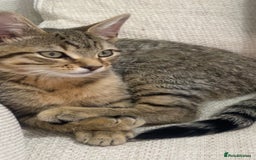 Mixed Breed cats for sale: Tabby Male Cat - Image 1