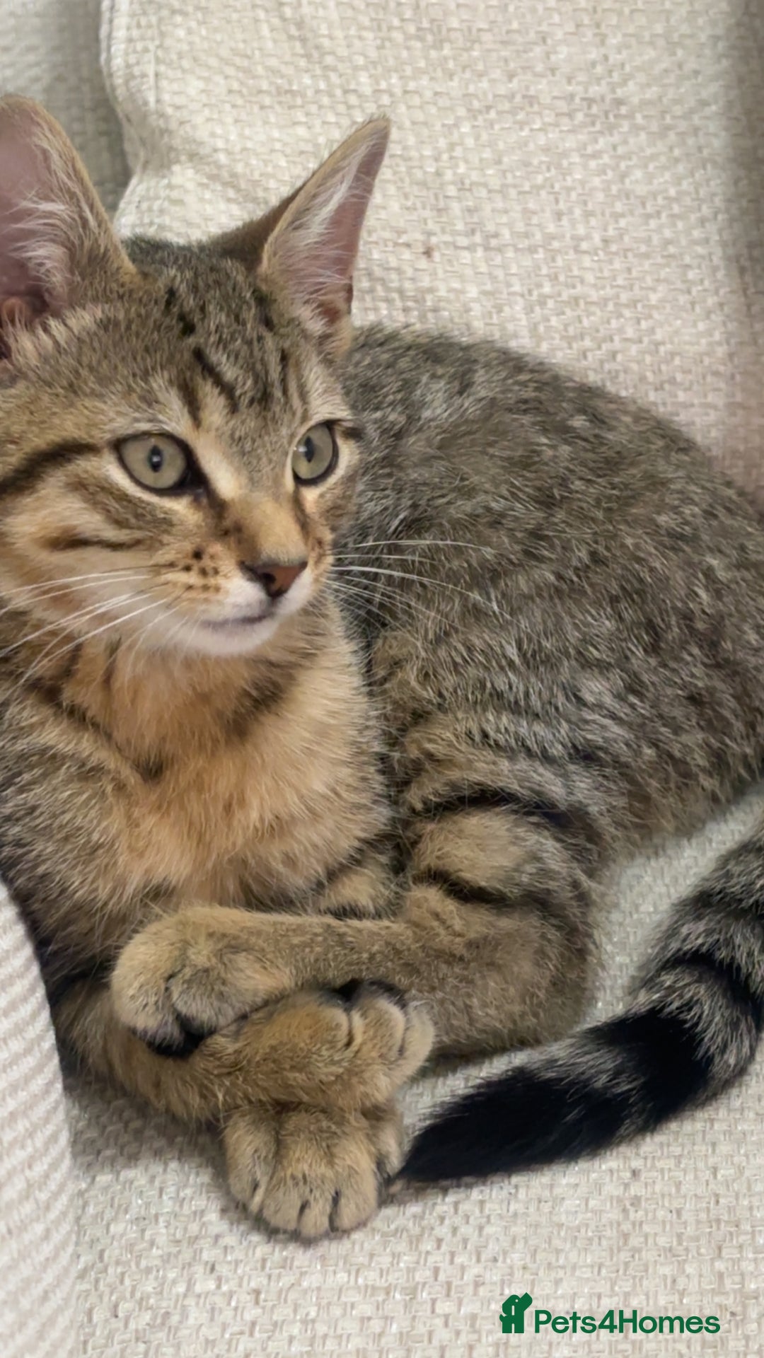 Mixed Breed cats for sale: Tabby Male Cat - Image 1