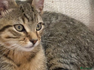 Mixed Breed cats - Advert 1