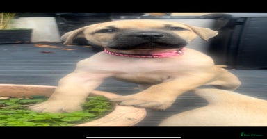 Presa Canario dogs - Advert 9
