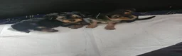 Mixed Breed dogs for sale: 4 gorgeous yorkshire terrier x mini yorkie pups - Advert 12