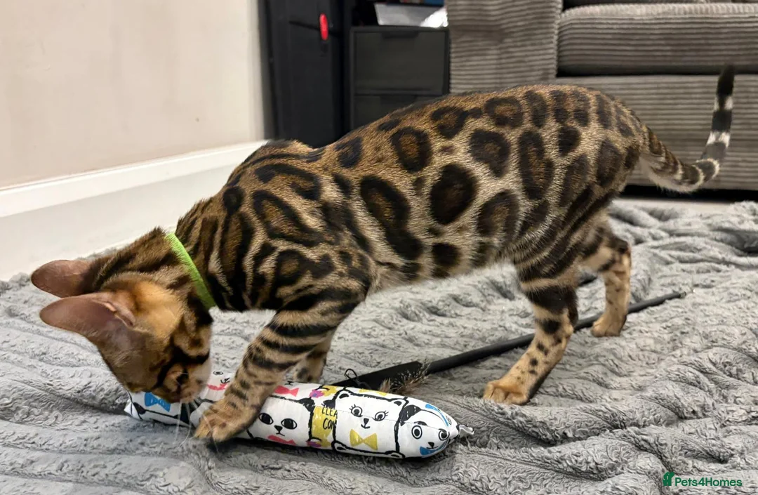 Bengal cats for sale: Beautiful 5‑Month Tica Bengal Boys – Ready Now - Advert 3