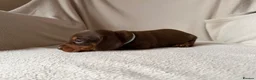 Dachshund dogs for sale: Dachshund puppies for sale - Advert 11