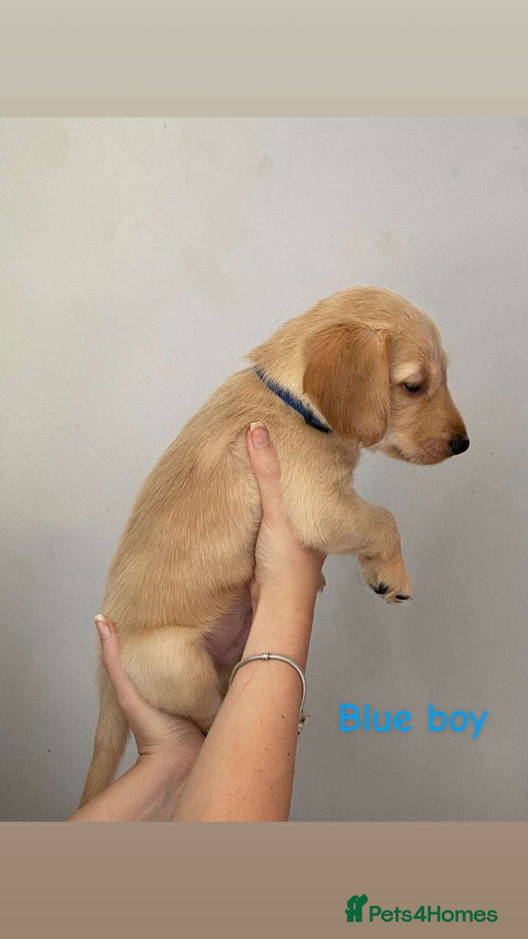 Mixed Breed dogs for sale: Gorgeous Labrador X Cockerpoo puppies in Bromley - Image 6