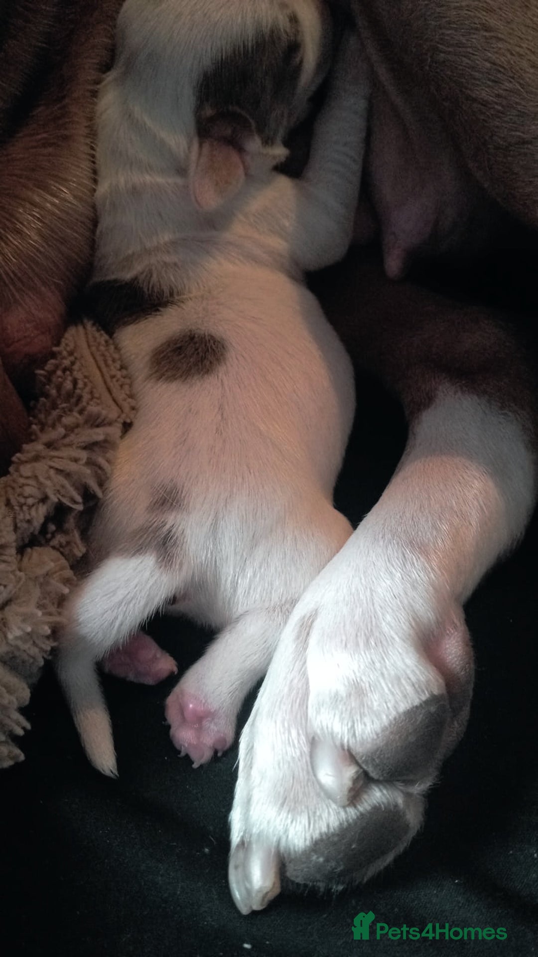 Staffordshire Bull Terrier dogs for sale: Staffy White with Blue  - Image 4