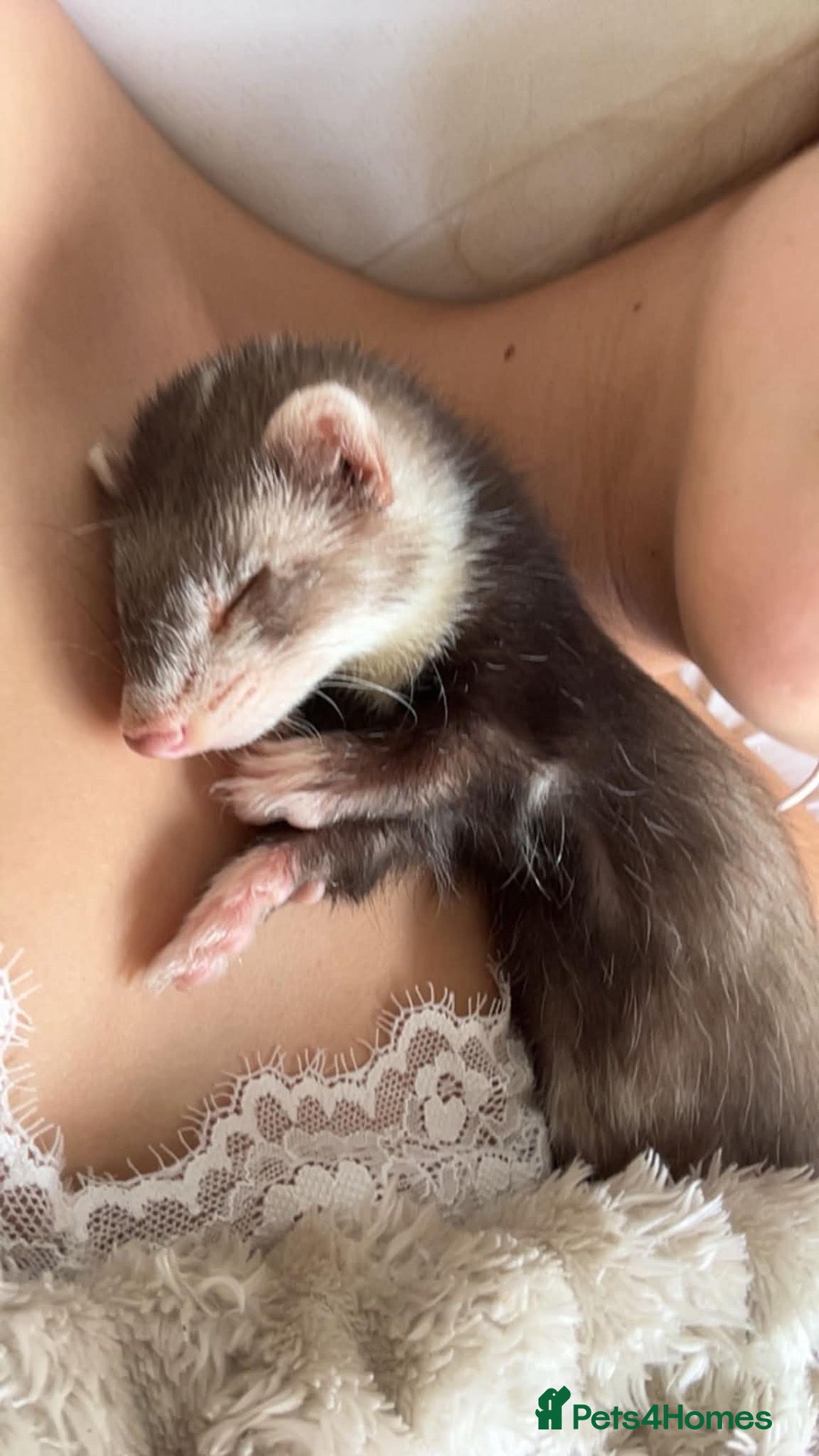 Ferret rodents 2 Month Old Ferret with Cage  - Advert 2