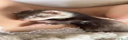 Ferret rodents for sale: 2 Month Old Ferret with Cage  - Advert 1