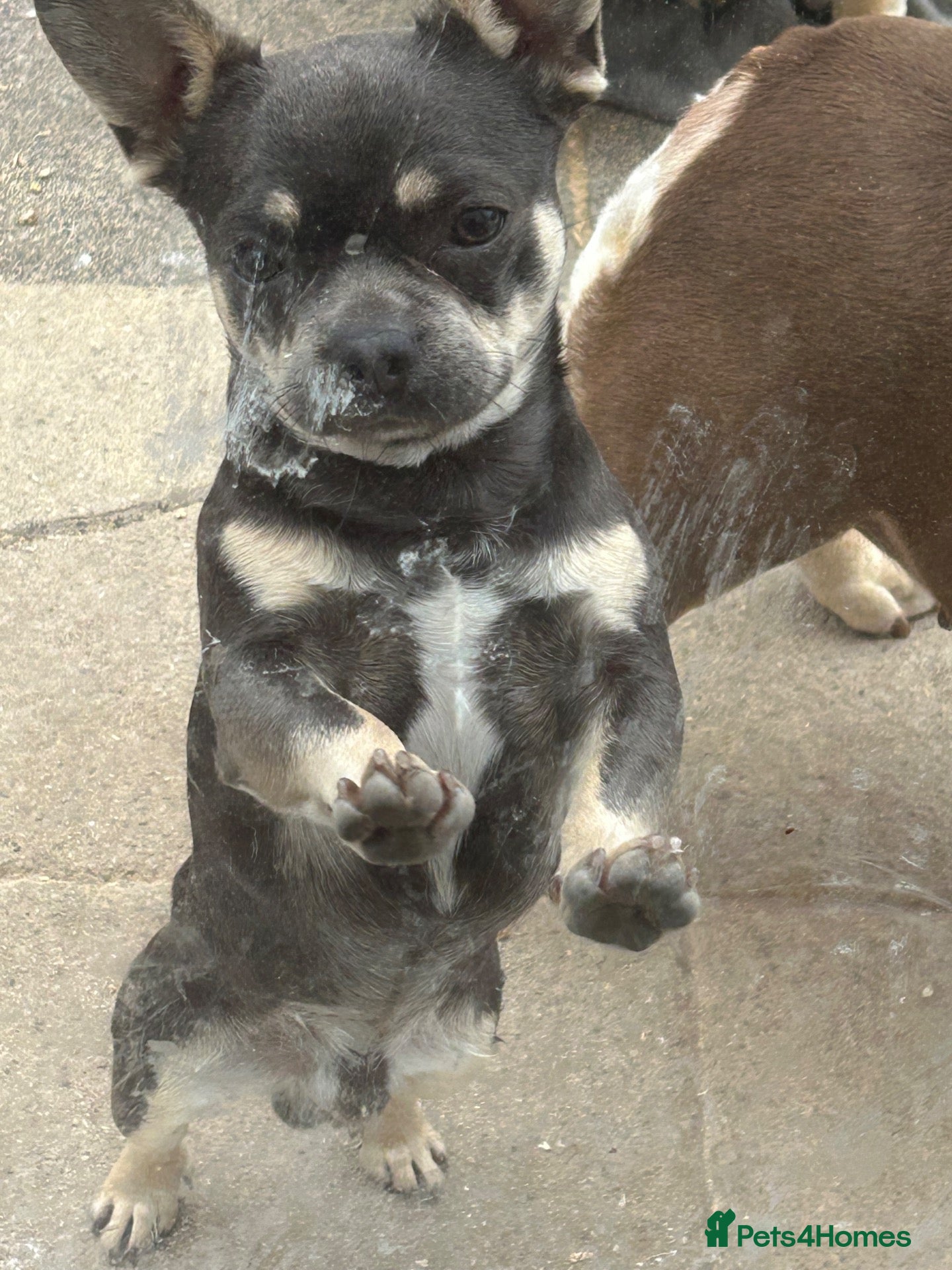 Mixed Breed dogs for sale: Frenchie cross    - Advert 13