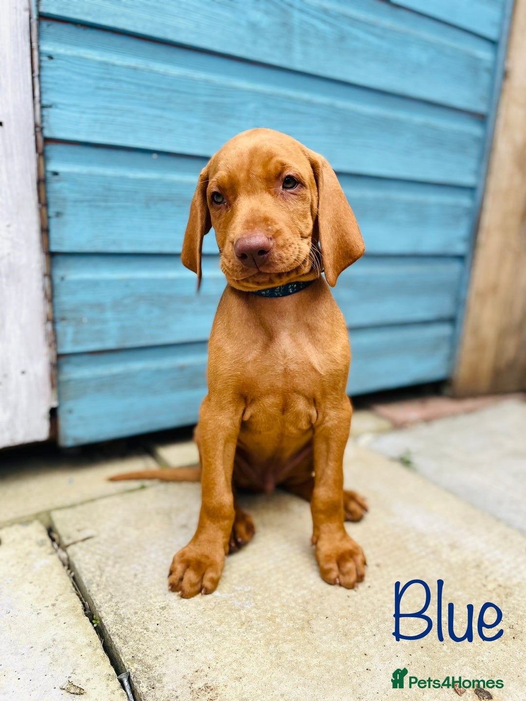 Hungarian Vizsla dogs for sale: KC registered hungarian vizsla puppies - Image 7