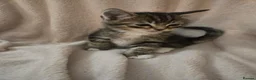 Ragdoll cats for sale: Ragdoll x British Short Hair special kittens  - Advert 3
