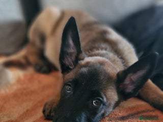 Belgian Shepherd Dog dogs Stunning Belgian Malinois Puppies - Advert 6