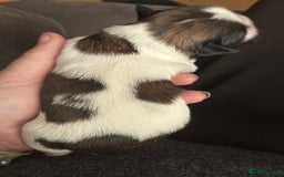 Shih Tzu dogs for sale: Shih tzu pups  - Image 3