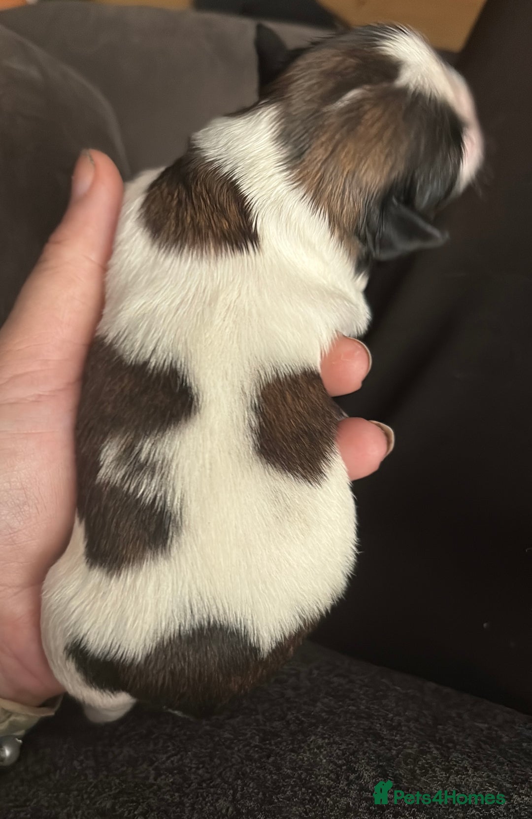 Shih Tzu dogs for sale: Shih tzu pups  - Image 3