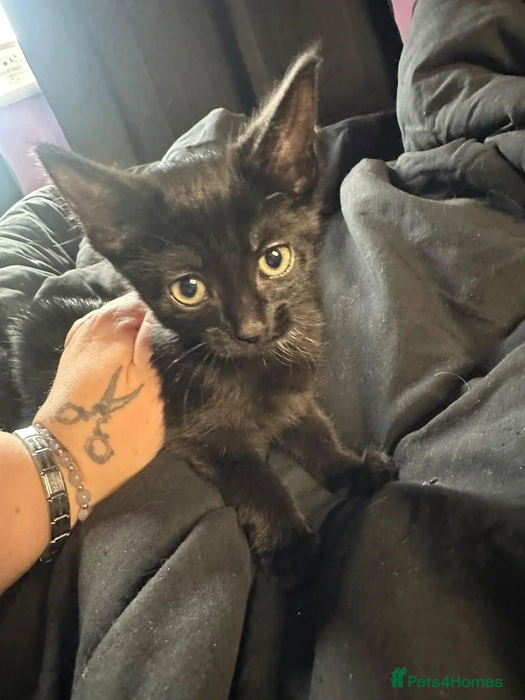Mixed Breed cats for sale: 3 beautiful kittens  in Stafford - Advert 1