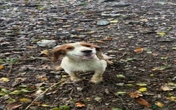 Cocker Spaniel dogs for stud: Gorgeous KC Cocker spaniel for Stud  - Advert 2