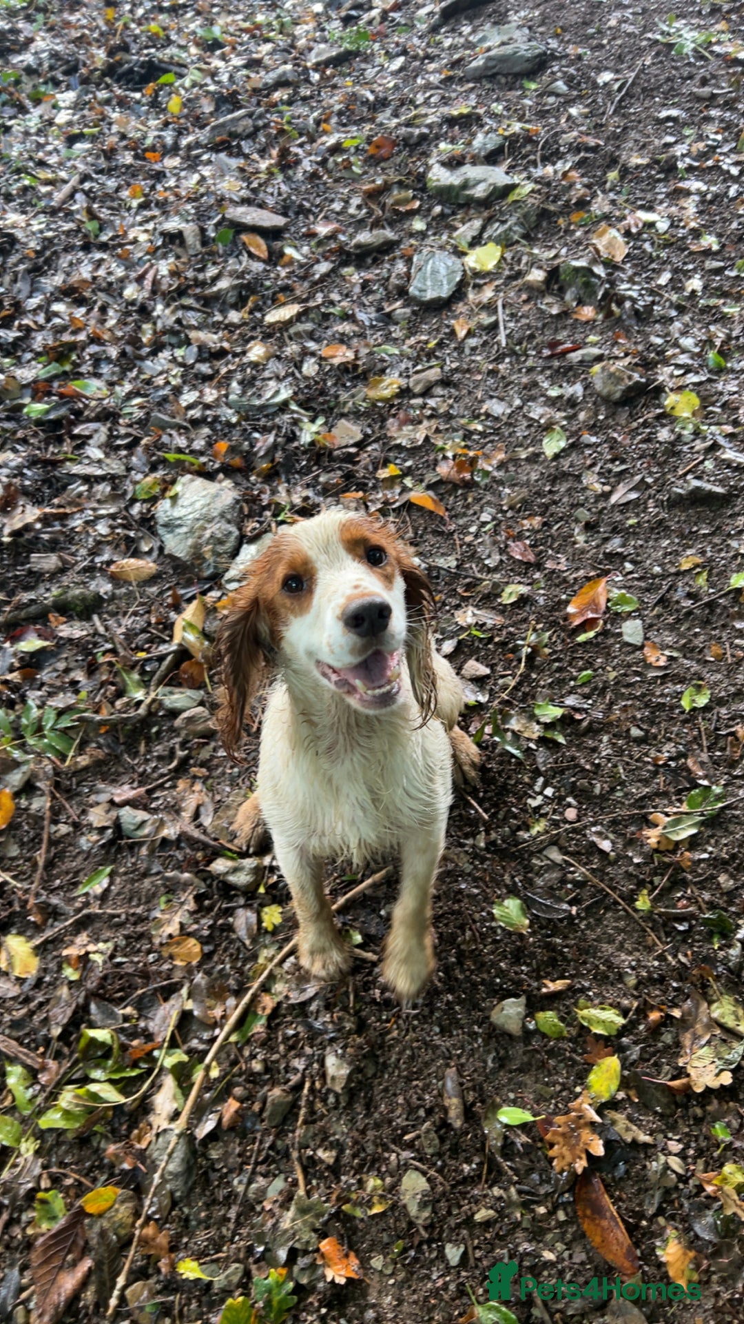 Cocker Spaniel dogs for stud: Gorgeous KC Cocker spaniel for Stud  - Advert 2