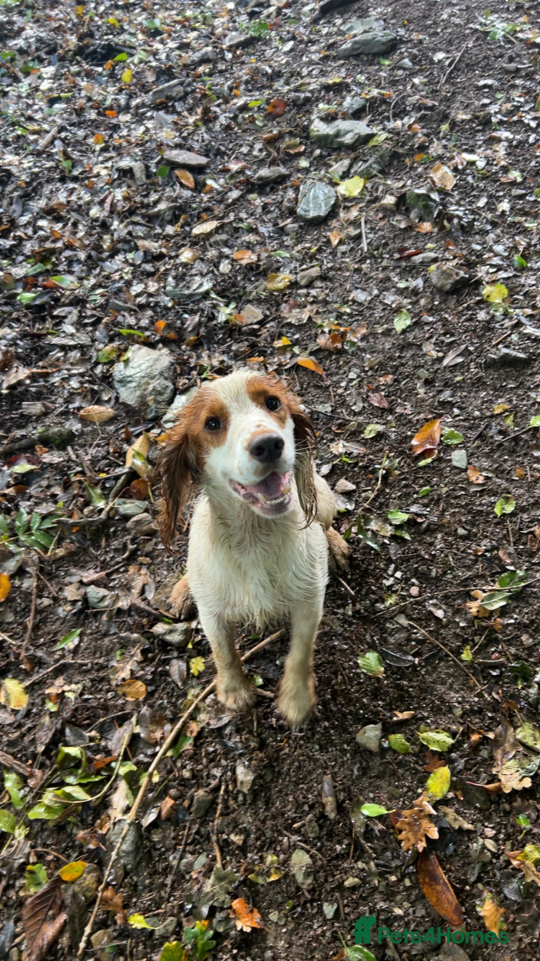 Cocker Spaniel dogs for stud: Gorgeous KC Cocker spaniel for Stud  - Advert 2