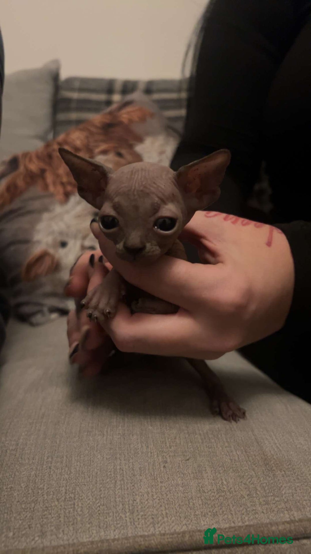 Sphynx cats for sale: Sphinx kittens  - Advert 3